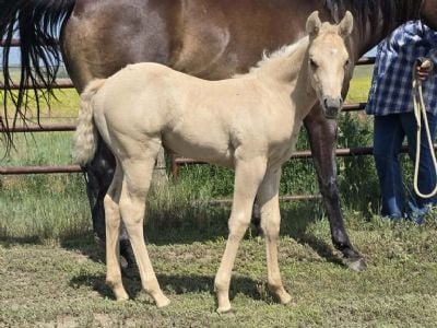 Bluestem Oates JW<BR>AQHA PENDING